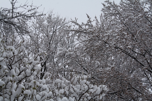 Snow in March; Photo:KFawcett