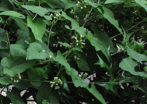 Honeyvine Milkweed in bloom; Photo:KFawcett